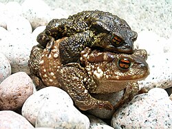 Male and female common toads (Bufo bufo) in amplexus