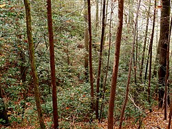 Great laurel thicket in the Pisgah National Forest in North Carolina
