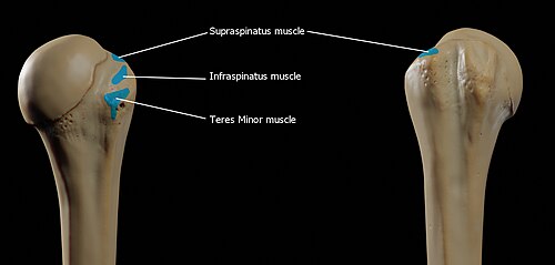 Attachments on the greater tubercle