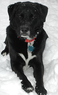 A rescued BBD (Big Black Dog) from Atlantic Canada