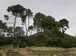 Aleppo pines, like these at ancient Olympia, yielded wood suitable for shipbuilding, according to Theophrastus in Book 5.
