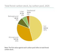 Total forest carbon stock, by carbon pool, 2025.