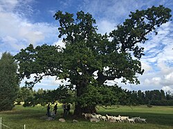Grīdnieku ancient oak in Rumbas parish, Latvia, girth 8.27 metres (27.1 ft) 2015