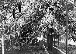 Cucumbers reached to the ceiling in a greenhouse in Richfield, Minnesota, where market gardeners grew a wide variety of produce for sale in Minneapolis, c. 1910
