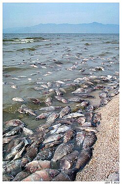 One of many fish kills (in this case Tilapia) induced by effects of climate change.