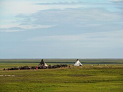 Nenets reindeer herders in Russia