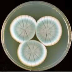 The mold Penicillium rubens was the source of penicillin G.[249]