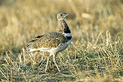 In the little bustard, the presence of a hotshot male seems to attract males and females to the lek.