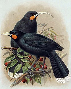 The beaks of the now-extinct huia (female upper, male lower) show they had marked sexual dimorphism.