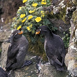 Pair of crested auklets (Aethia cristatella)