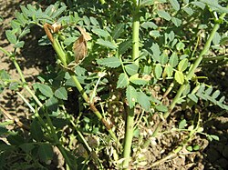 Ascochyta rabiei on chickpea