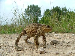 A common toad adopting a defensive stance