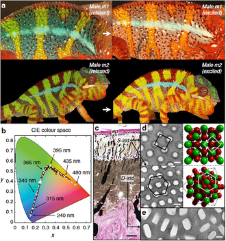 Colour change and iridophore types in panther chameleons: (a) Reversible colour of two males, one relaxed (m1), and one excited (m2). During excitation, background skin shifts from the baseline state (green) to yellow/orange, and both vertical bars and horizontal mid-body stripe shift from blue (m1) to whitish (m2). (b) Red dots show change in the CIE chromaticity chart of a male with green skin. white line: optical response in numerical simulations using a face-centred cubic lattice of guanine crystals with lattice parameter indicated with black arrows. (c) Haematoxylin and eosin staining of a cross-section of white skin showing the epidermis and the two thick layers of iridophores. (d) TEM images of guanine nanocrystals in S-iridophores in the excited state and three-dimensional model of an FCC lattice (shown in two orientations). (e) TEM image of guanine nanocrystals in D-iridophores.[18]