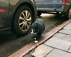 Gacek in Szczecin