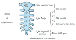 Figure 4 Ossification