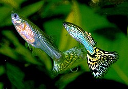 Guppy male and female ornamental strains