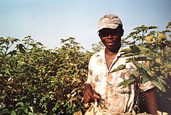 Afro-Peruvian man in El Carmen near Chincha