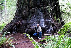 The trunk of this redwood tree is its stem