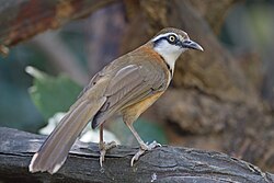 The plumage of the lesser necklaced laughingthrush mimics that of the greater necklaced laughingthrush