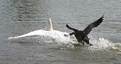 Chasing a mute swan