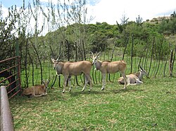 Domesticated elands