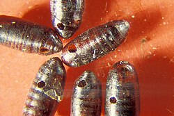 Housefly pupae killed by parasitoid wasp larvae (probably Pteromalidae). Each pupa has a hole through which an adult wasp has emerged after feeding on the housefly larva.
