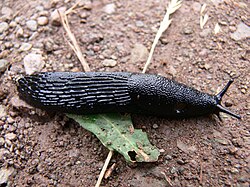The black slug was named Limax ater in 1758.