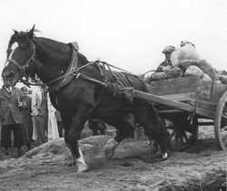 A Finnhorse pulling a heavy wagon