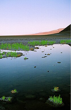 Colonization of land would have been limited to shorelines
