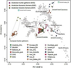 Principal component analysis of ancient West Asian populations, including the Natufians. Natufians cluster together with modern Middle Eastern populations.[57]