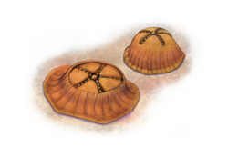 Arkarua adami illustration by Pennetta