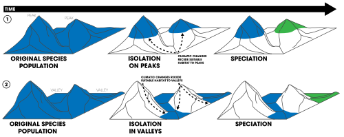 Allopatric speciation can result from mountain topography. Climatic changes can drive species into altitudinal zones—either valleys or peaks. Colored regions indicate distributions. As distributions are modified due to the change in suitable habitats, reproductive isolation can drive the formation of a new species.
