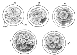 Cell divisions (cleavage)
