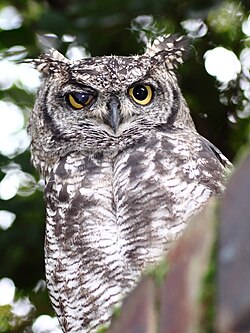 Owl eyes each have nictitating membranes that can move independently of each other, as seen on this spotted eagle-owl in Johannesburg, South Africa.