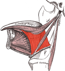 Lateral view of the tongue, with extrinsic muscles highlighted