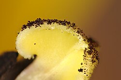 Stigma of a Tulipa species, with pollen