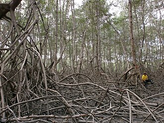 Researcher standing in dense mangrove forest in Ecuador.