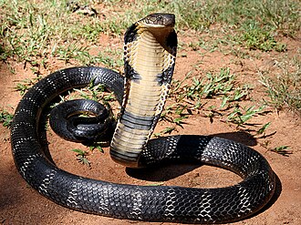 Most snakes, such as this king cobra, are hypercarnivores.