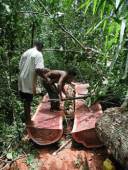 Guyanese log "bulletwood" near the Berbice River, Guyana
