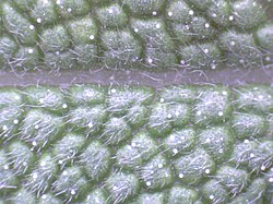 The top side of a sage leaf – trichomes are visible.