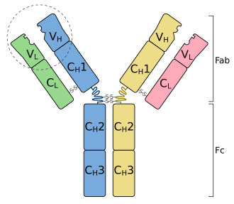 Schematic structure of an antibody: two heavy chains (blue, yellow) and the two light chains (green, pink). One of the antigen binding sites is circled.