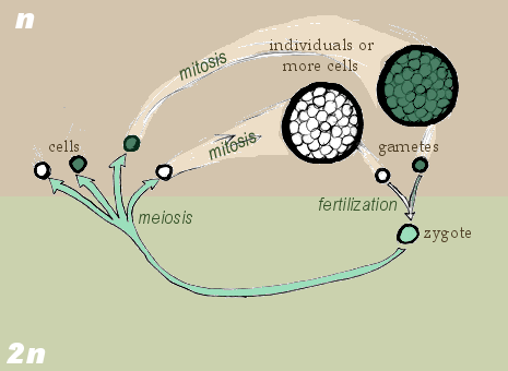 Haplontic life cycle.
