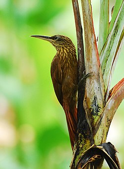 Cocoa woodcreeper