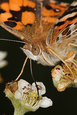 An Australian painted lady feeding on nectar