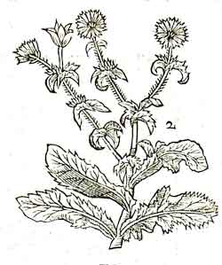 The Endive, illustrated in the second edition of Paradisi in Sole (1656).