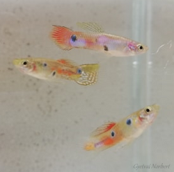 3 variants of guppy males