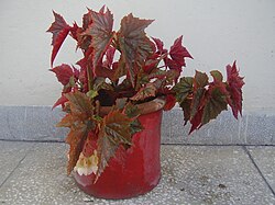 A potted angel wing begonia (Begonia aconitifolia × B. coccinea)