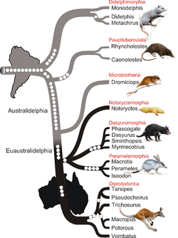 The phylogenetic tree of marsupials derived from retroposon data shows the basal position of South American Didelphimorphia within Marsupialia, and the basal position of South American Dromiciops within otherwise Australasian Australidelphia.[18]
