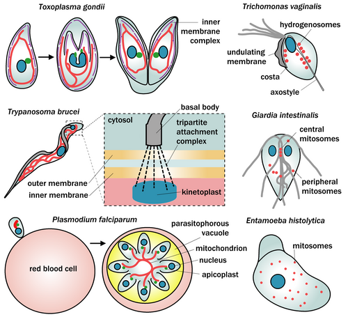 Diversity of mitochondria (in red) across protists