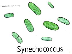 Synechococcus uses a gliding technique to move at 25 μm/s. Scale bar is about 10 μm.